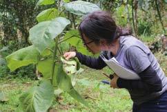 Curiosidades Científicas Mi tomate de árbol está enfermo! Por Dra. María Eugenia Ordóñez Fungario QCAM (meordonez@puce.edu.