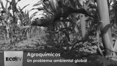 San Rafael: «Los agroquímicos y el ambiente» Impacto sobre la salud Intoxicación por agroquímicos En el siguiente video podrás observar la relación entre las plagas y los agroquímicos.