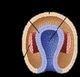 Después de la segmentación se presenta la gastrulación en el cual el blastocito