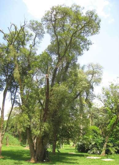 c.- IMBUIA Viven típicamente en los bosques umbrosos mixtas de Brasil, Paraguay, Uruguay, Argentina. Alcanza hasta 30 m de altura.