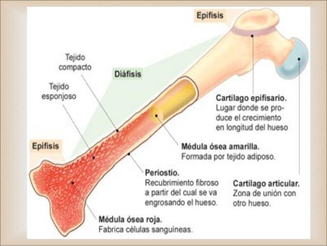 los glóbulos rojos, se produce en la médula ósea ( huesos largos ) y necesita de Vit. B12,ácido fólico, hierro y eritropoyetina.