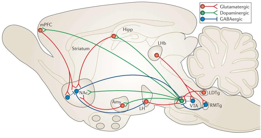 INTRODUCTION through the indirect pathway innervate the VTA via intervening GABAergic neurons in the ventral pallidum (Russo and Nestler, 2014). Figure 15.