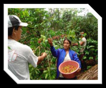 La producción de café: La producción global de café del cantón El Pangui es de 40.000 qq cada año.