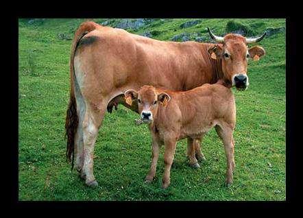 La producción ganadera: En lo que se refiere a producción ganadera, especialmente ganado vacuno, se utiliza para producción de leche, pero en mayor cantidad para venta de carne.