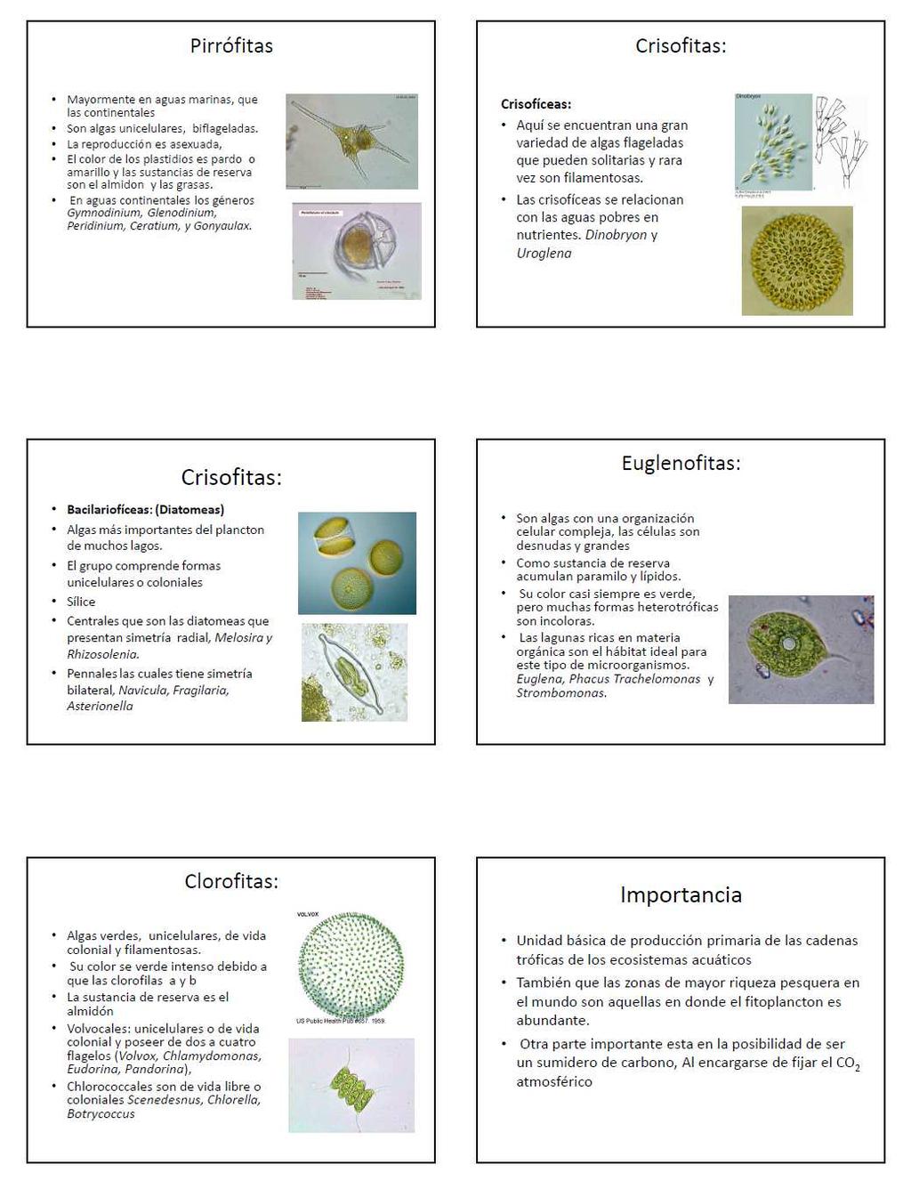 Figura no 4 Imagen de la continuación de las diapositivas utilizadas al momento de realizar la exposición Biología del Fitoplancton a los estudiantes del curso de Zoología de Invertebrados I. 1.