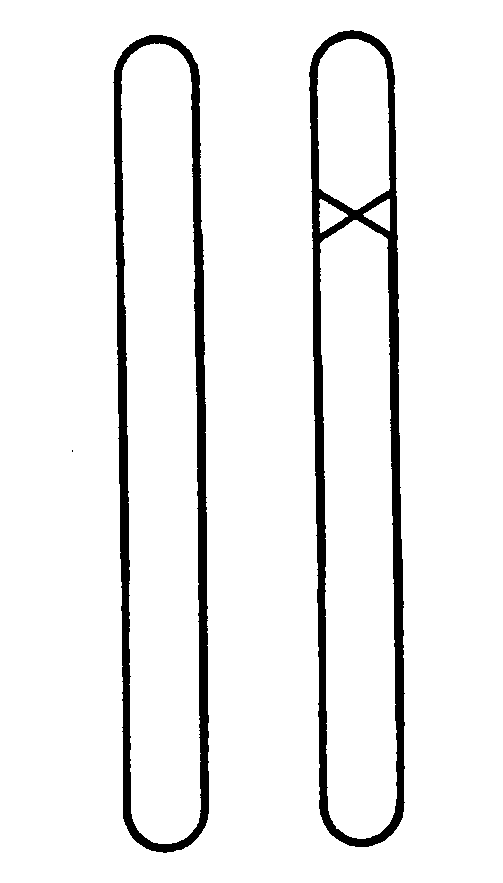 Qué es la Vida? Erwin Schrödinger Figura 2. Mutante heterozigótico. La cruz señala el gen mutado.