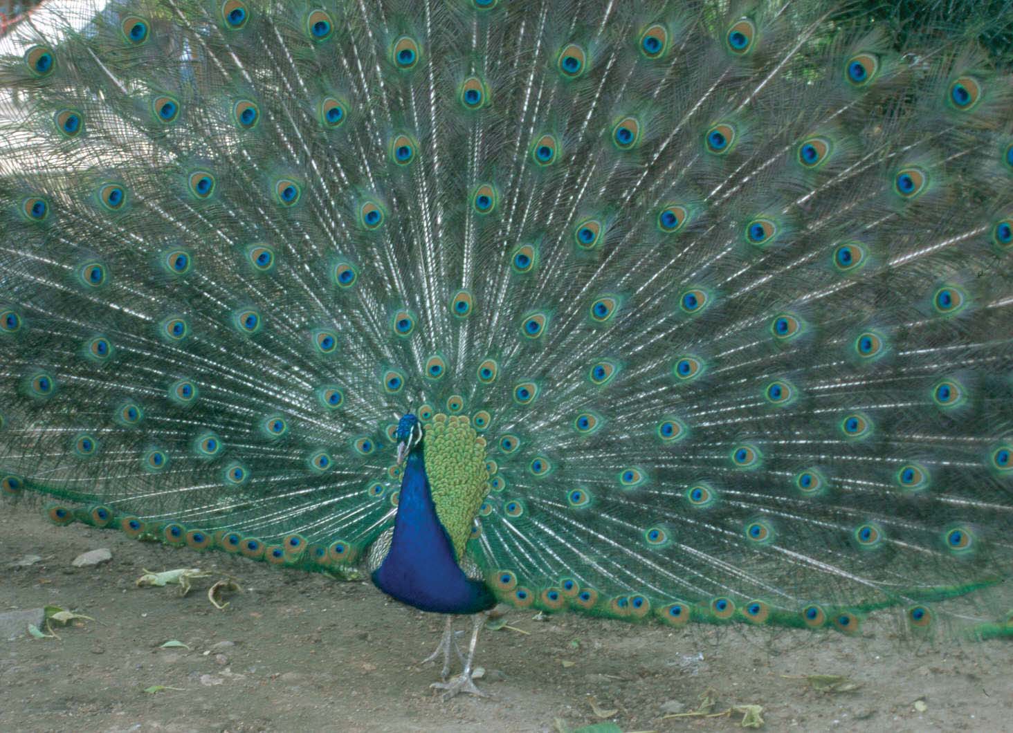 Interpretar porqué los machos de pavo real presentan unas colas tan espectaculares, a pesar
