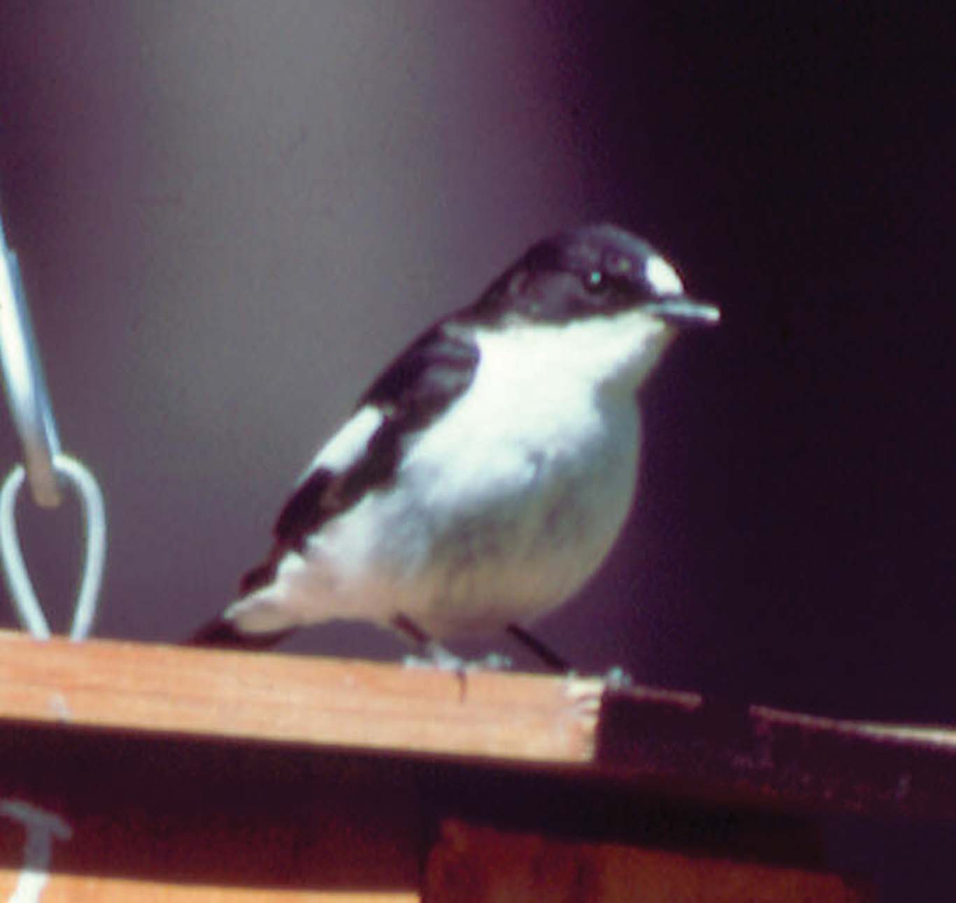 En la foto aparecen dos ejemplares juveniles de lúgano; el individuo de la izquierda, más grisáceo, es presumiblemente una hembra, mientras que el de la derecha,