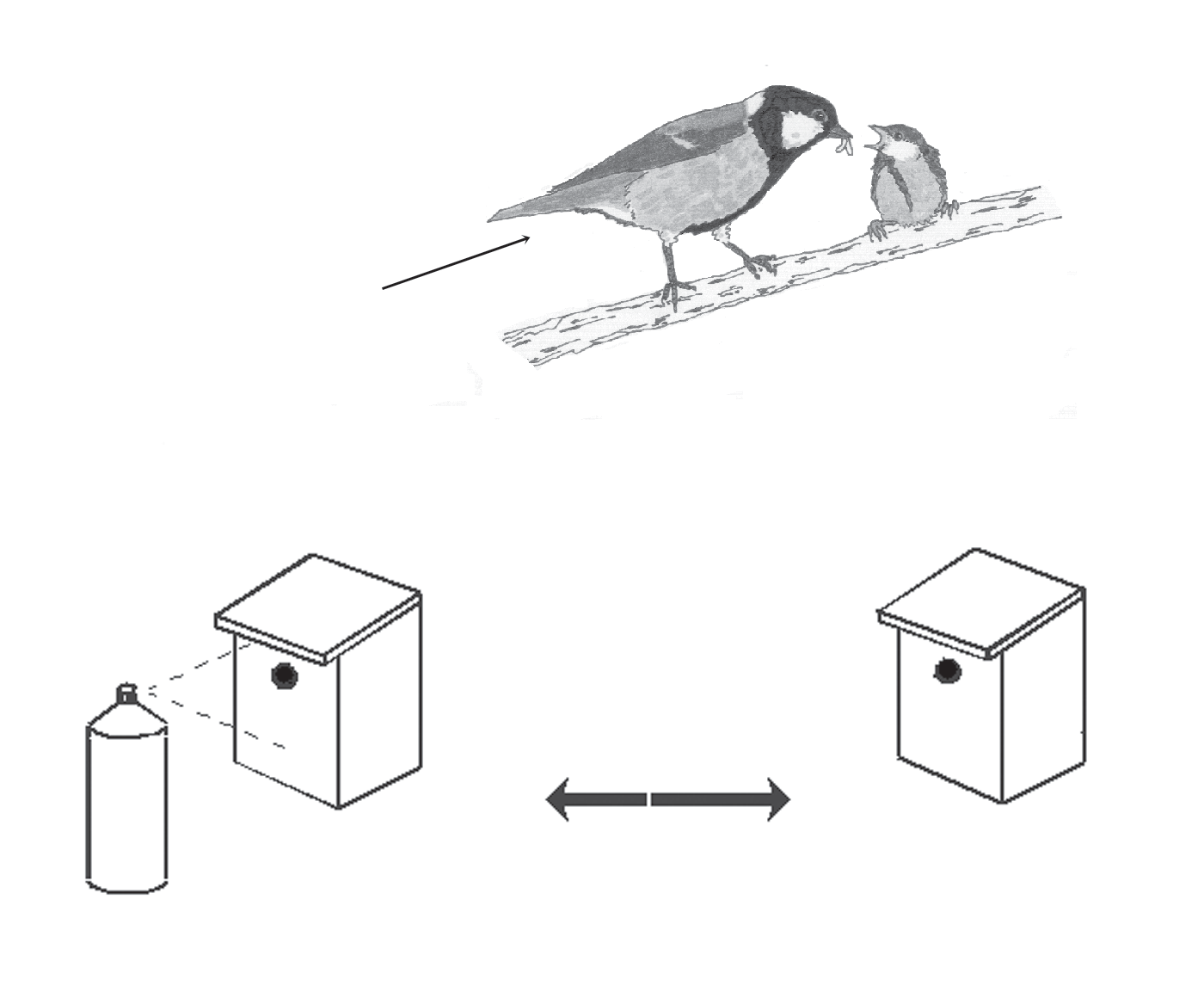 2. Introducción al método científico 43 La utilización de cajas nido control permite conocer el efecto del grado de parasitación de las cajas nido sobre el amarillo de los pollos Especie de estudio: