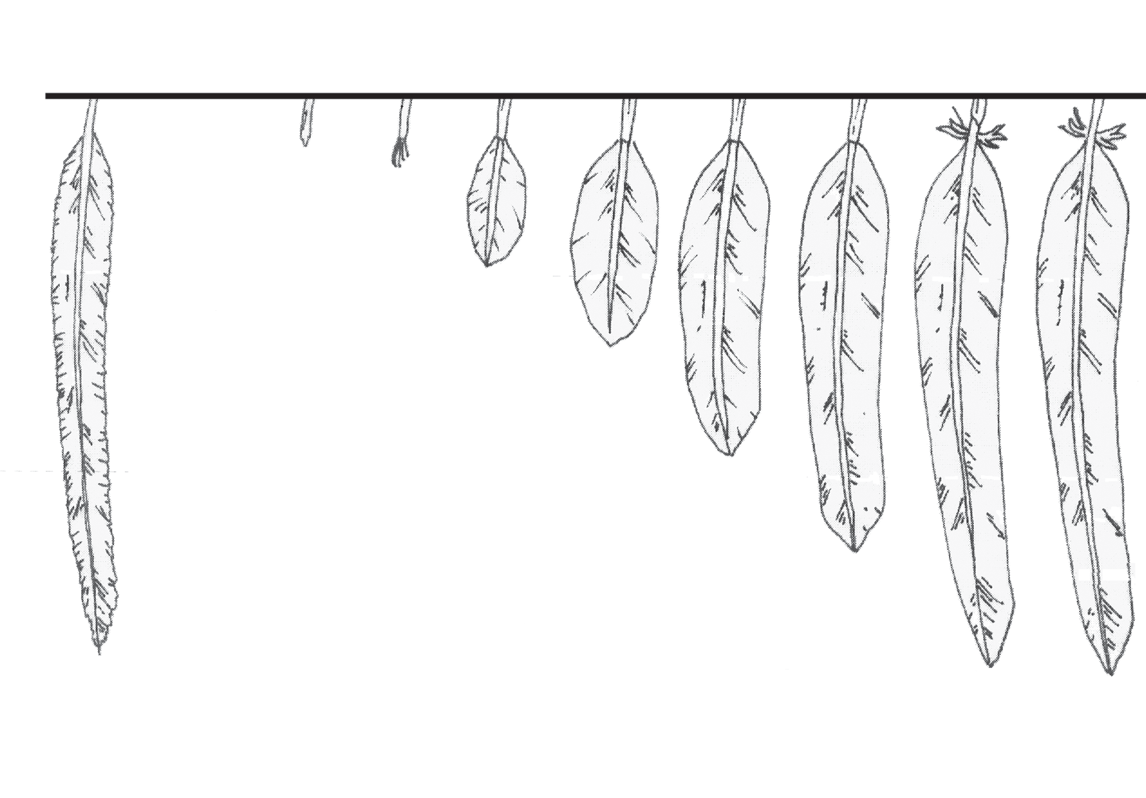 3. Cómo se mide el plumaje? 57 0 1 1 2 2 3 3 4 4 5 Vieja Nueva Fig. 3.4 Codificación utilizada para tomar datos sobre el crecimiento de las diferentes plumas: 0. Pluma todavía vieja; 1.