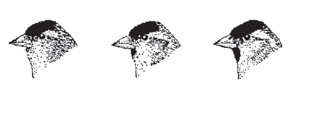 74 Mucho más que plumas Fig. 4.6 Tres ejemplares de lúgano macho en los cuales se puede ver la variación en el tamaño de la mancha negra debajo del pico, en forma de babero.