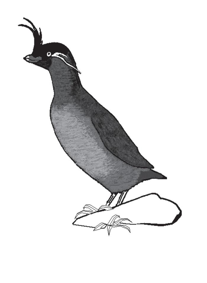 98 Mucho más que plumas Fig. 5.6 Macho de mérgulo crestado, una especie americana de ave marina, habitante de diversas islas del mar de Bering.