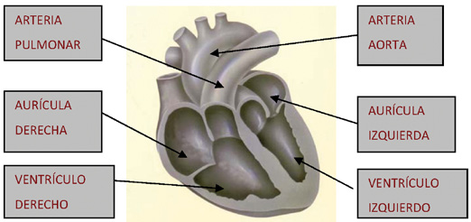 Funcionamiento normal del corazón La circulación de la sangre es vital para el funcionamiento normal de nuestro organismo.
