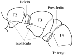 nombra primero y el de los labiales después. La fórmula palpal puede darse de dos maneras: por ejemplo, 6:4 ó 6, 4, indicando seis segmentos en los palpos maxilares y cuatro en los labiales.
