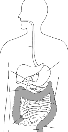 Qué son los pólipos en el colon? Un pólipo en el colon es un crecimiento anormal en la superficie del colon. Al colon también se le llama intestino grueso.