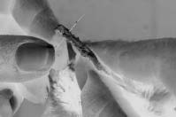 Manual de mètodos para el desarrollo de inventarios de biodiversidad 30 Aliste una aguja con hilo, y pásela por el medio de los dos huesos ya limpios (entre el cúbito y la ulna) de una de las alas