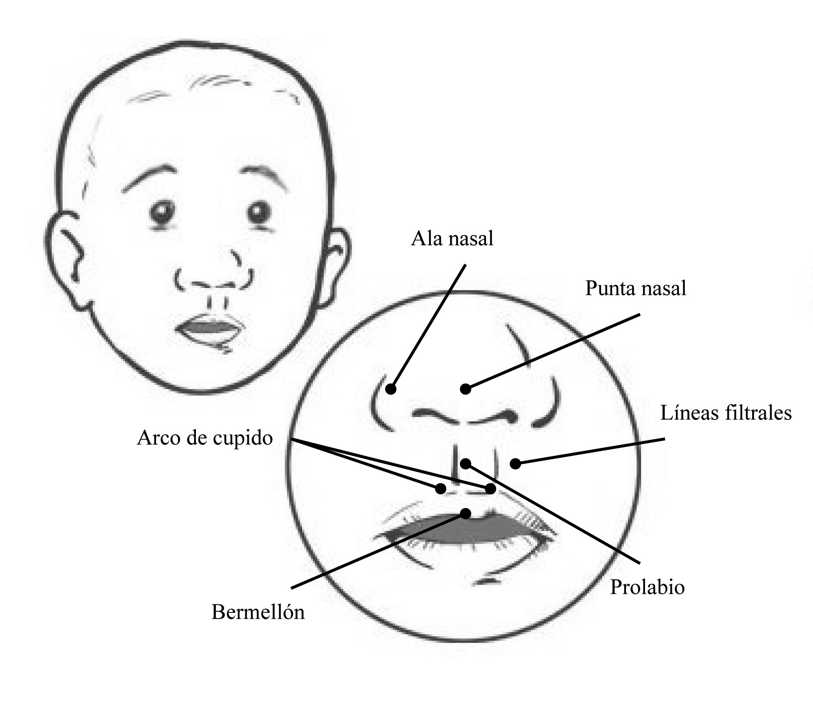 Apéndice B: Descripciones e Ilustraciones La Figura 1 ilustra un labio normal y nombra las partes del labio y de la base de la nariz.