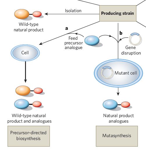 Bioingeniería de Metabolitos