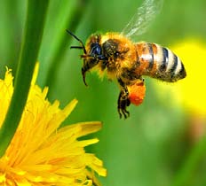 Reducción de variedad de flores mata a las abejas? Hoja 2 El rompecabezas que es el declive generalizado de las abejas se complica aún más.