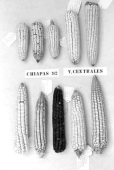 143 El maíz