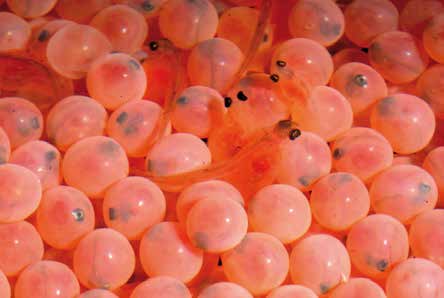 En nuestras pisciculturas esas ovas son fecundadas con el semen de los reproductores, dando origen a las ovas ojo, pasando luego de eclosionar a ser alevines, los que en el futuro serán los esmolts