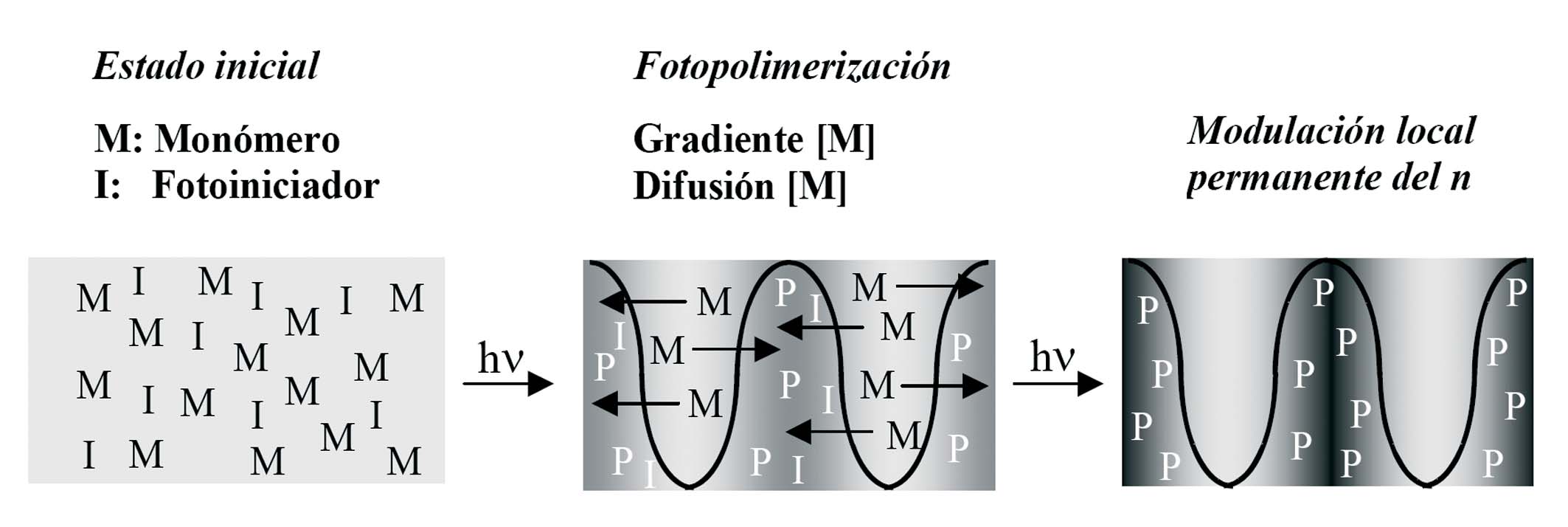 Gonzalo Ramos Zapata Figura I.7. Representación esquemática del mecanismo de almacenamiento de información mediante fotopolimerización propuesto por W. S. Colburn y K. A. Haines.[I.