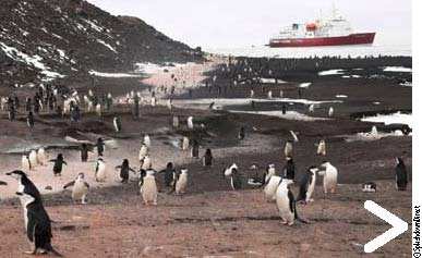 La imagen de los osos polares en los glaciares en retroceso del círculo polar ártico es con frecuencia un icono de los efectos del cambio climático.