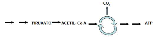 través de la membrana interna): el paso por las partículas F1 produce energía que se aprovecha para unir P a ADP y formar ATP b) (A) y (B) -> fosforilación a nivel de sustrato (C) -> fosforilación
