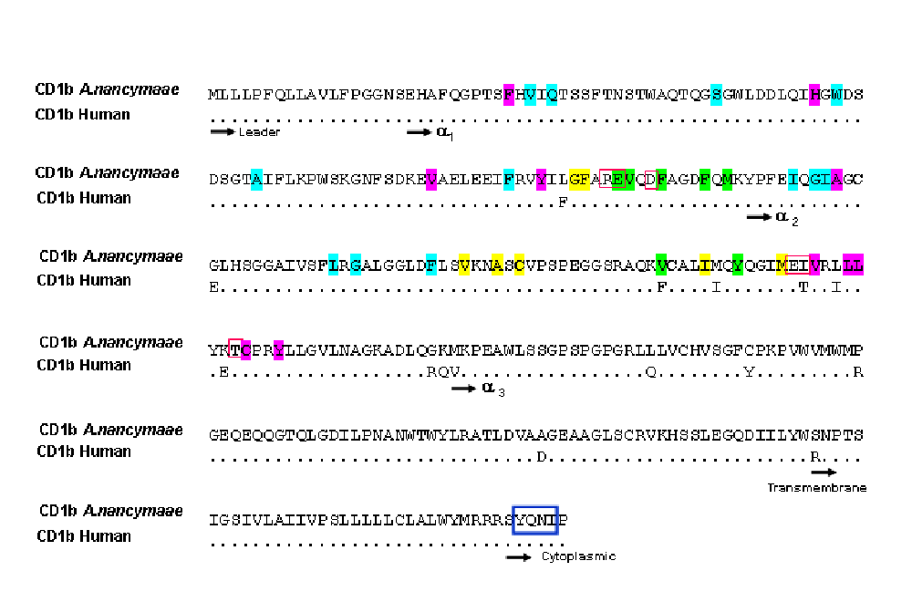 Comparación de la secuencia de la proteína CD1b de A.
