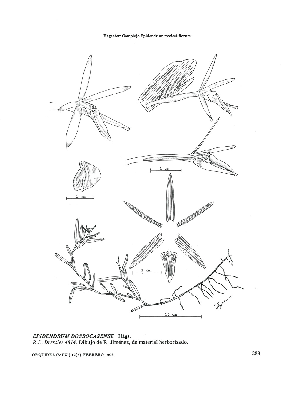 Hágsater: Complejo Epidendrum modestiflorum 1mrn 15 cm EPIDENDRUM DOSBOCASENSE Hágs. R.L.