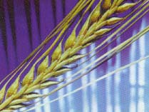 c) Residuos agrícolas herbáceos Caracterización: son principalmente pajas de cereal y cañote de maíz Problemática: Disponibilidad del recurso en cantidad, calidad y precio La generación de estos