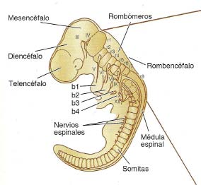 - En el rombencéfalo se producen varias trasformaciones: se establece el límite con el mesencéfalo al formarse el istmo el rombencéfalo se divide en 2 vesículas 1.