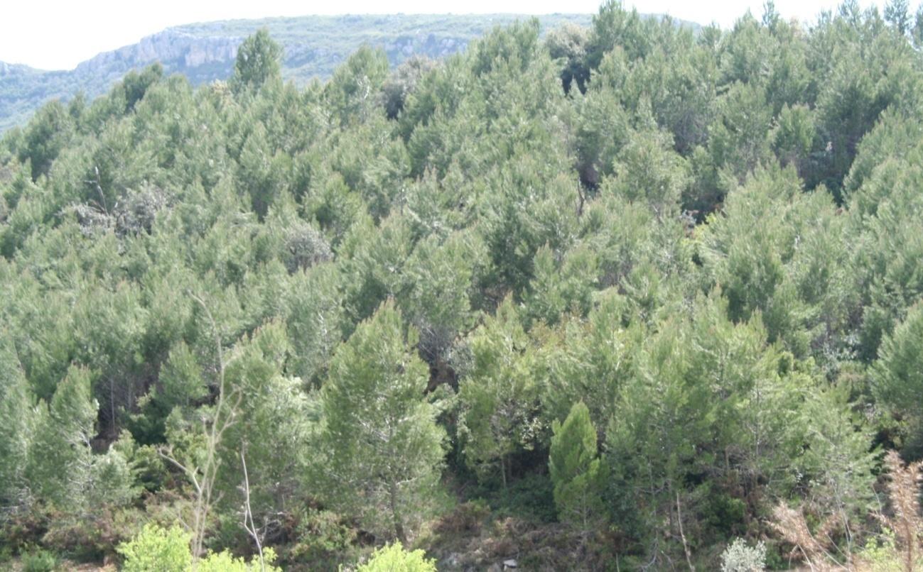 Fotografía 12 Uso forestal: Zona de pinar regenerándose en la zona oeste del término municipal Por lo que respecta al uso cauces con masa arbórea, este se ha
