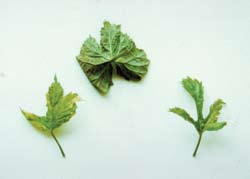 Nettlehead disease causing severe distortion of leaves.