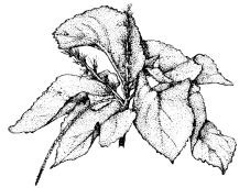 Acalypha wilkesiana Godseffiana hojas verdes de borde blanco y cortos amentos de color verde claro Intentos de Continuidad Vigorosos y repetidos pero no duraderos.