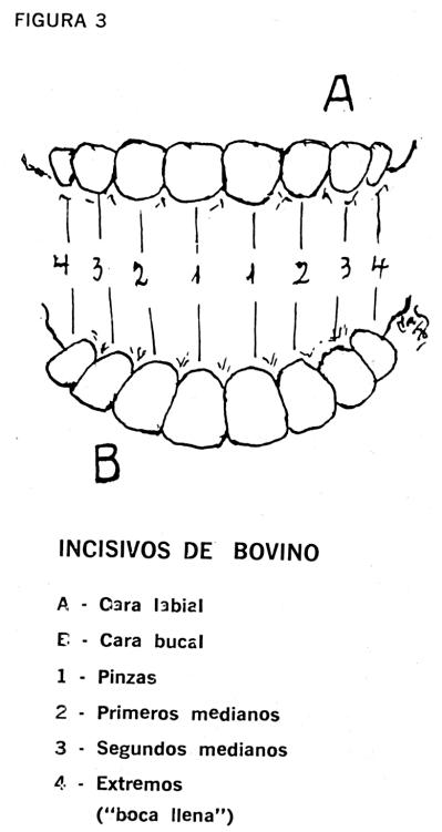 DENTADURA Los dientes están dispuestos de modo que forman sobre los bordes de las mandíbulas, un arco casi parabólico.