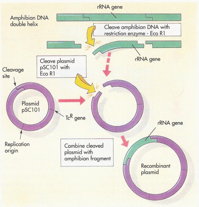 - en 1974, Stanley Cohen, Herbert Boyer y colaboradores insertaron DNA de un animal (la rana Xenopus) en un plásmido y luego lo transformaron en E.