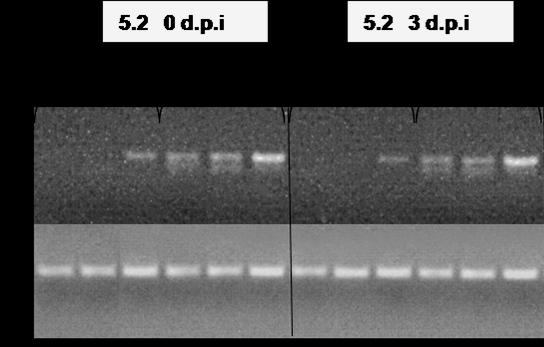 72 CAPÍTULO 1 Como se observa en la figura 1.14A, no se apreciaron diferencias en la amplificación de la banda correspondiente a PEp5C entre los días 0 y 3 después del estímulo patogénico bacteriano.