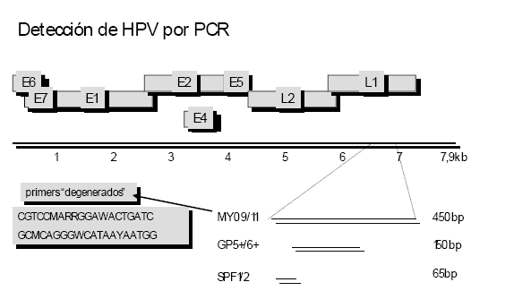 Introducción MY 09/11 GP5+/6+ SPF12 Figura 9 Primers usados en la identificación Molecular del VPH Citología, detección y tipado molecular de VPH La técnica de Papanicolau (Pap) ha significado, desde