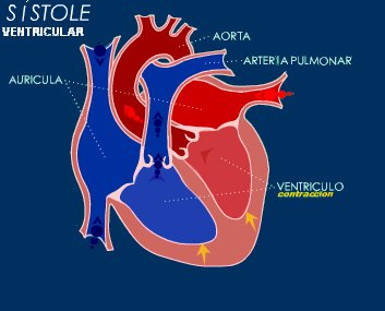 Figura 1.3 Sístole Cuando la sangre pasa a la arteria Pulmonar y Aorta, los ventrículos se relajan y las válvulas Pulmonar y Aórtica se cierran.