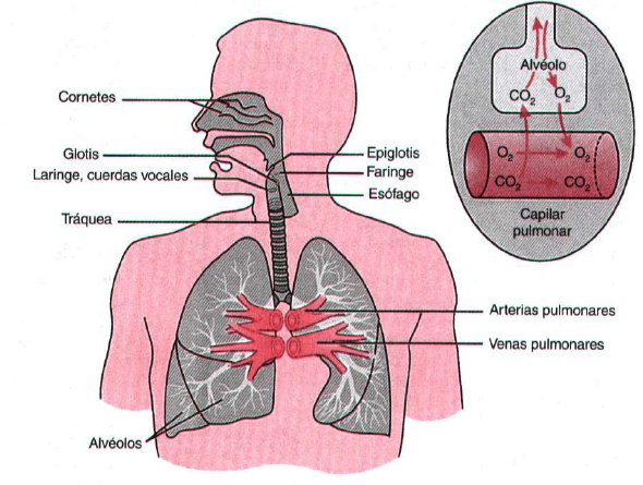 Figura 1.8 Vías respiratorias. El cuerpo humano puede vivir sin comida ni agua durante un tiempo, pero no sin un suministro continuo de oxígeno.