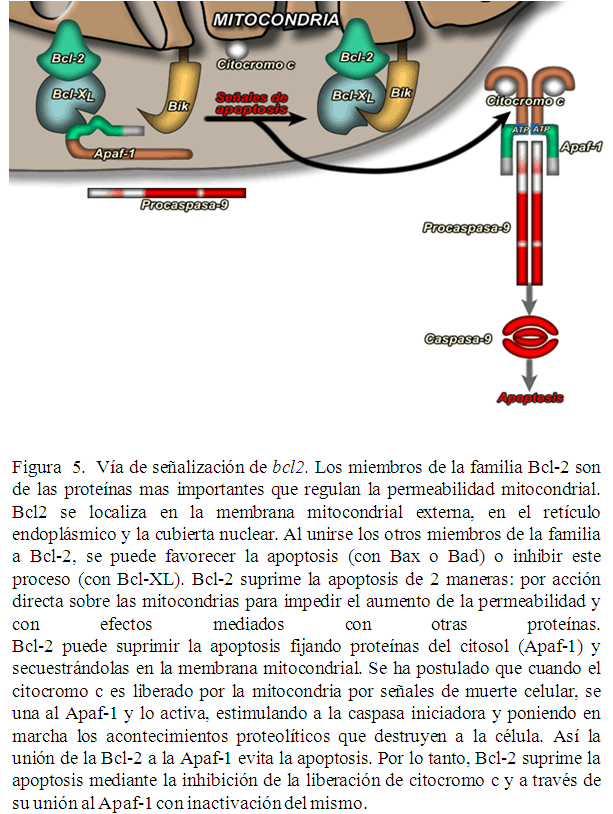 bcl-2 posee varios sitios de fosforilación, a los cuales se les adjudica las distintas funciones de Bcl-2, como la de supresor de la apoptosis y el iniciar el ciclo