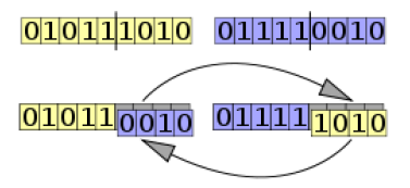 Algoritmo-Reproducción (1) Es la forma como se combinan dos cromosomas para generar los descendientes con