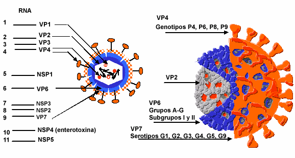 Figura No 1. Esquema de la estructura del Rotavirus. Fuente: Villena 2001. 2.1.2. Patogenia y Cuadro Clínico.
