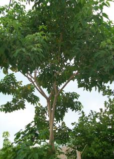 18 ACHIOTE: Nombre científico: Bixa Orellana Es un arbusto mediano de tronco delgado.