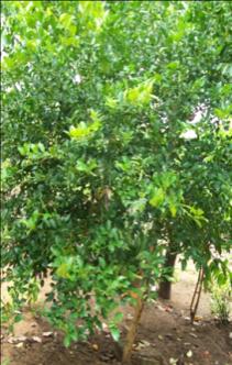 19 LIMON: Nombre científico: Citrus aurantifolia Pequeño árbol de tallo leñoso. Frutos: de forma globosa y de color verde amarillento al madurar. Es comestible de sabor ácido y muy fragante.