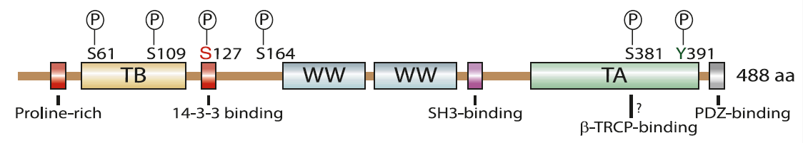 Introducción Inicialmente la proteína hyap se descubrió como una proteína modular de 65 KDa (de ahí, su denominación original Yap65) que se asociaba por medio de una secuencia rica en prolinas al
