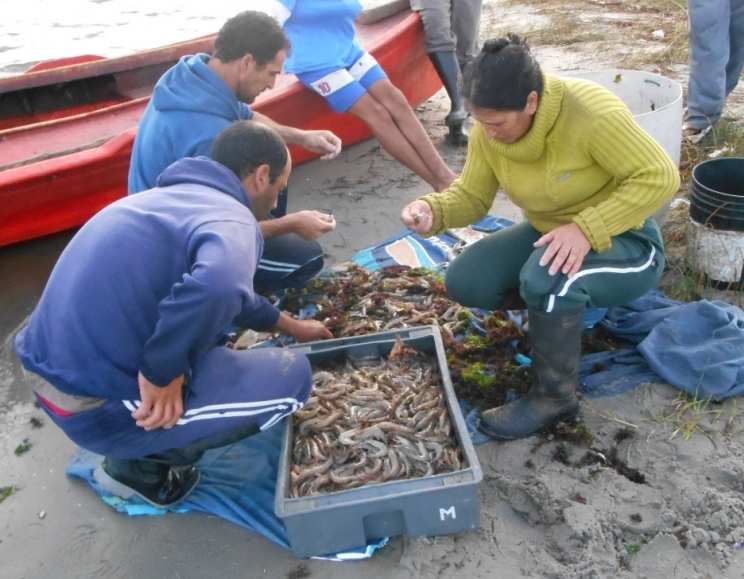 Participan de la actividad pescadores de las lagunas costeras de los departamentos de Rocha y Maldonado. Las lagunas más productivas son las de Castillos y Rocha.
