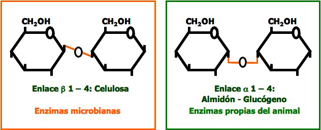 vertebrados sólo tienen enzimas para romper los enlaces α1-4, por lo que se desprende que los animales (y el hombre) no poseen enzimas propias del organismo que puedan digerir celulosa ni