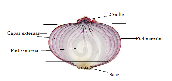 Materiales y métodos Base-cuello (BC): incluye la parte superior e inferior del bulbo. Capas externas (CExt): formado por las dos primeras capas carnosas externas.